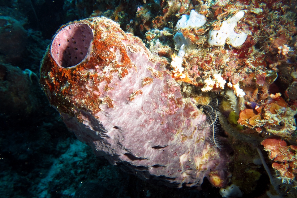 Theonella sp. ?