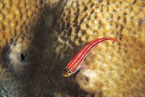 Helcogramma striata, Porites lutea