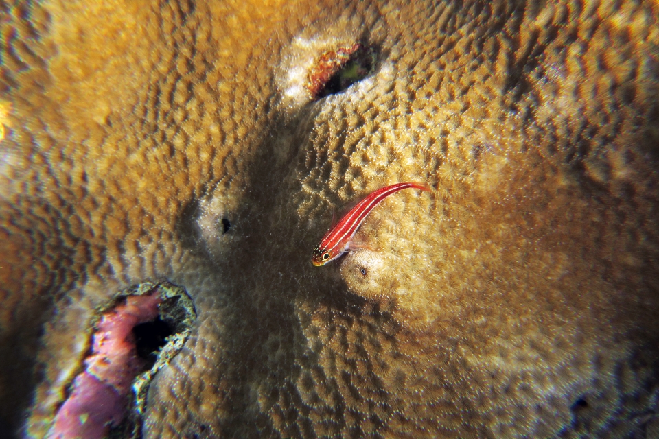 Helcogramma striata, Porites lutea