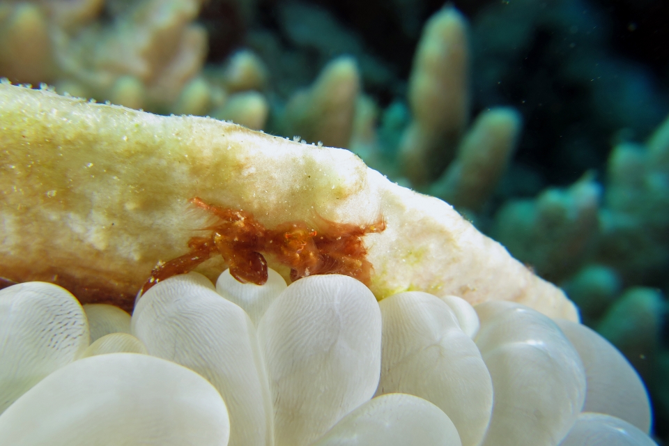 Achaeus japonicus, Plerogyra sinuosa