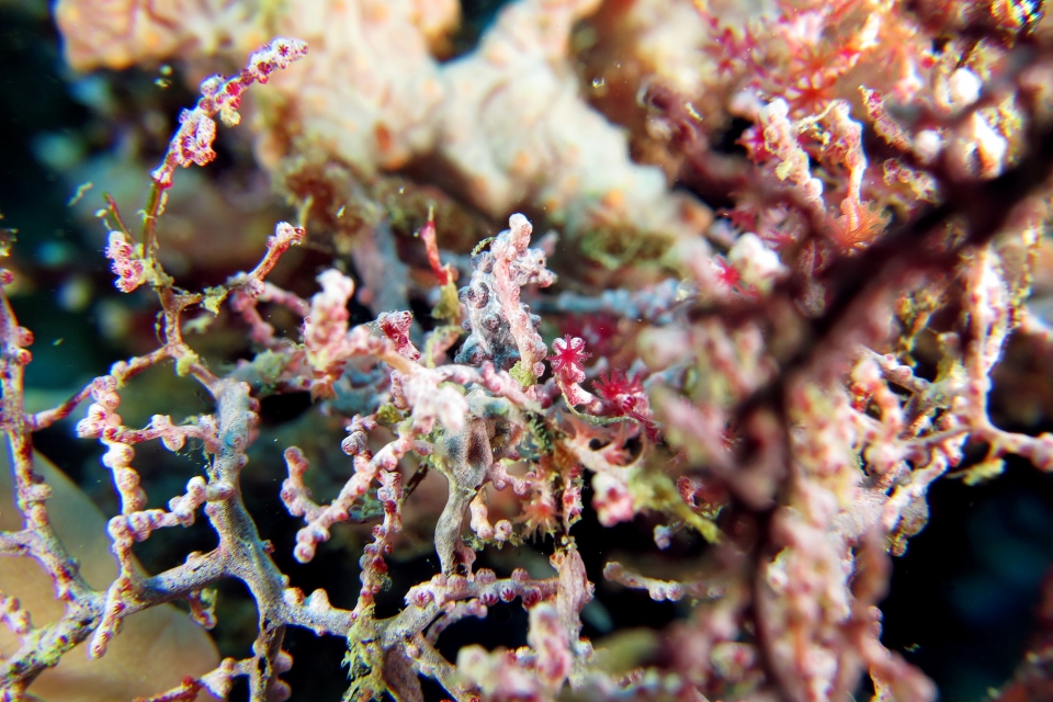 Hippocampus bargibanti, Muricella plectana