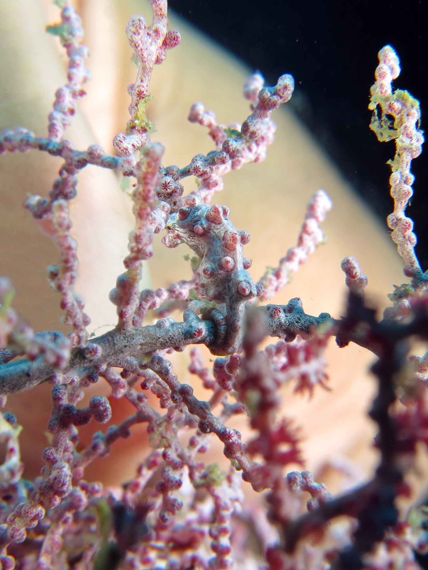 Hippocampus bargibanti, Muricella plectana