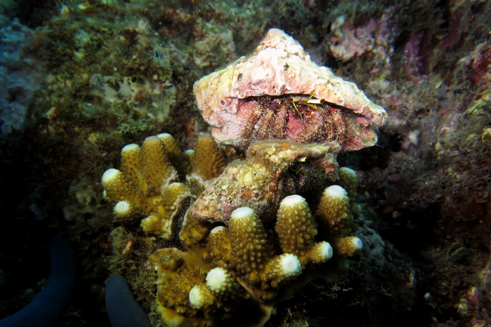 Dardanus lagopodes