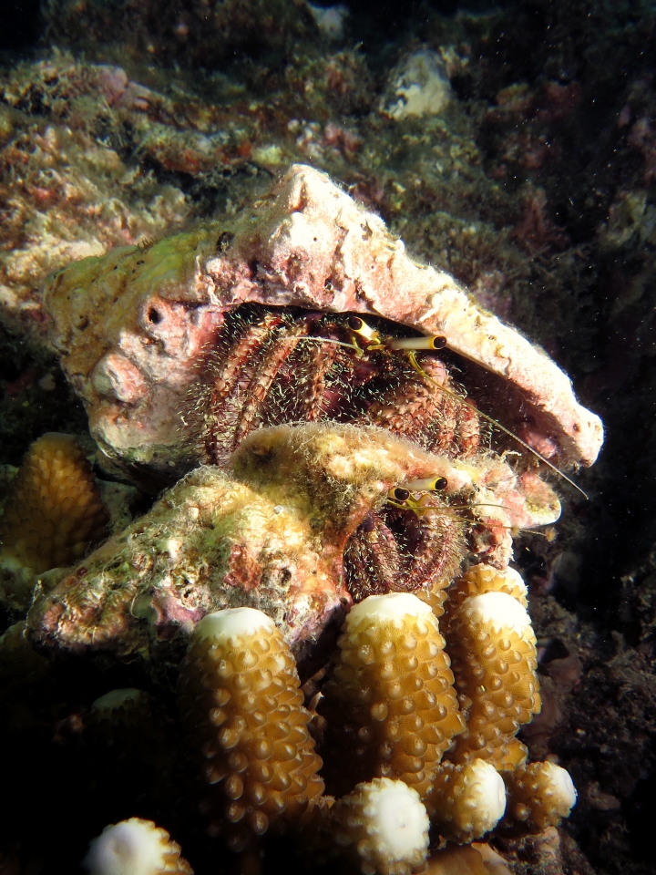 Dardanus lagopodes