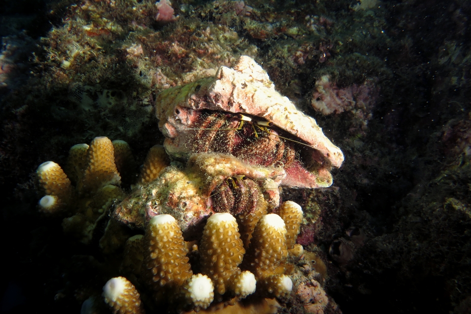 Dardanus lagopodes