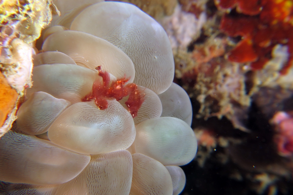 Achaeus japonicus, Plerogyra sinuosa
