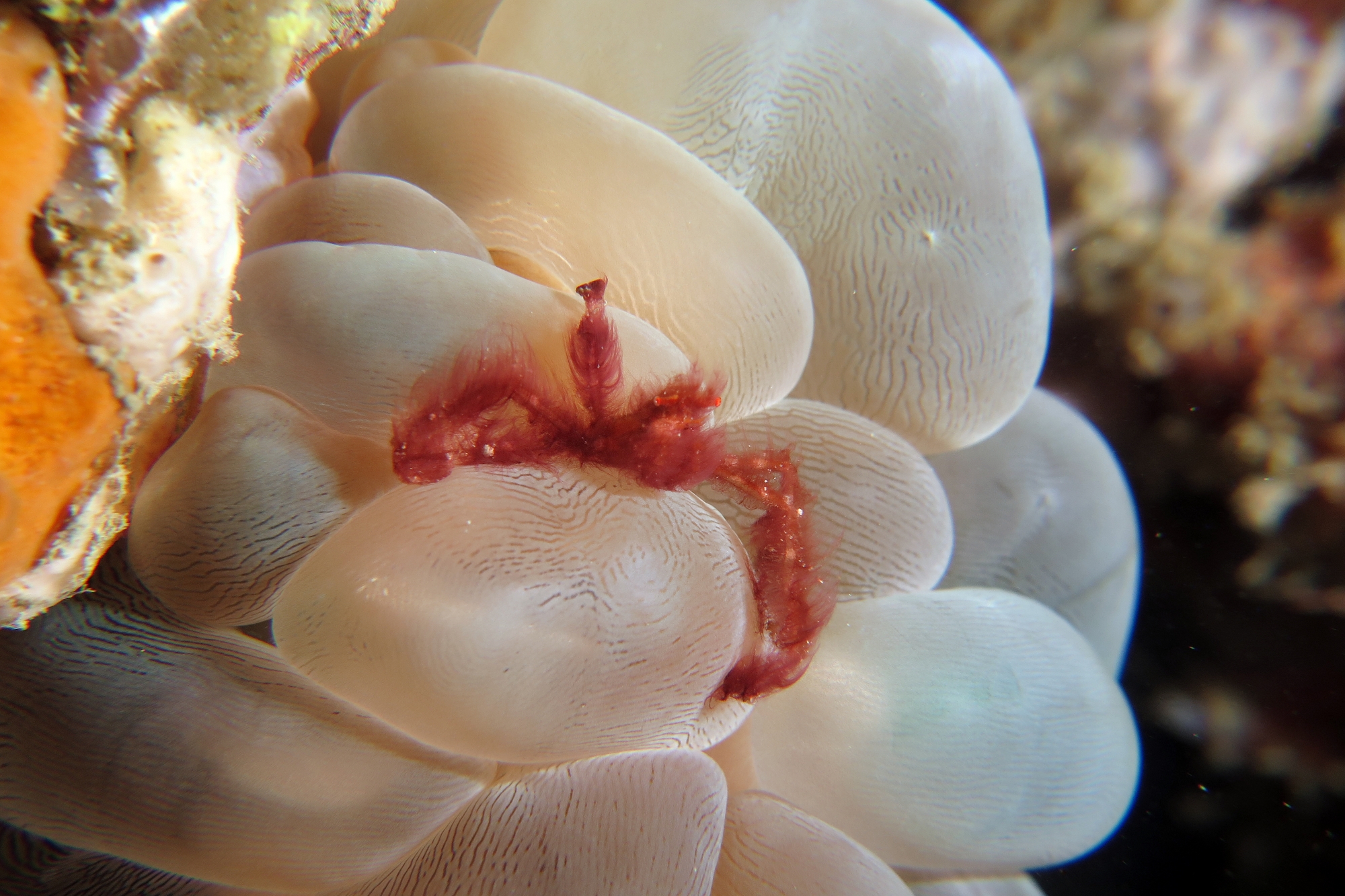 Achaeus japonicus, Plerogyra sinuosa