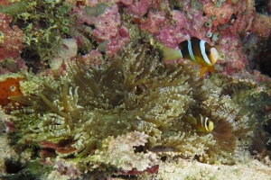 Amphiprion clarkii, Heteractis aurora