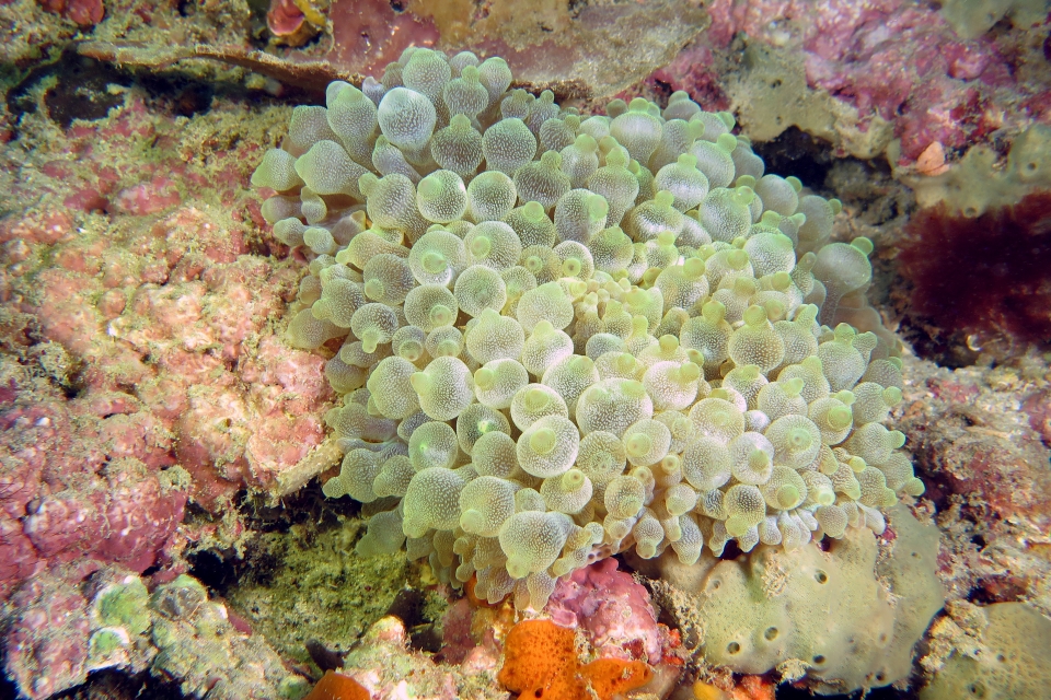 Entacmaea quadricolor