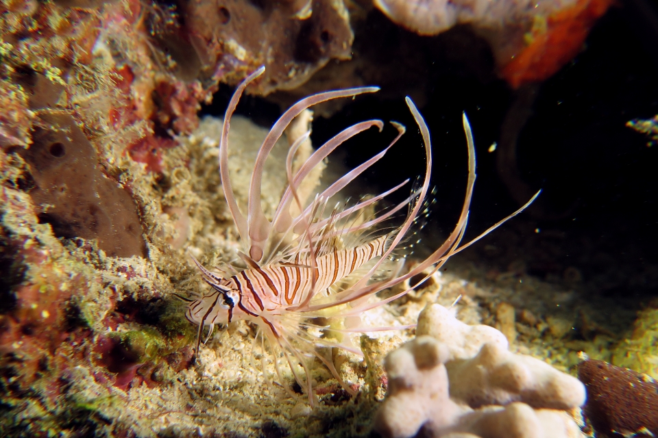 Pterois miles