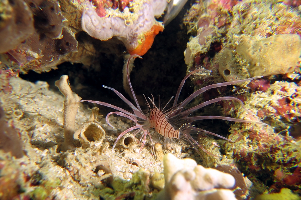 Pterois miles