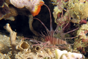 Pterois miles