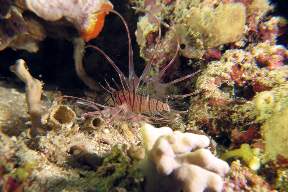 Pterois miles