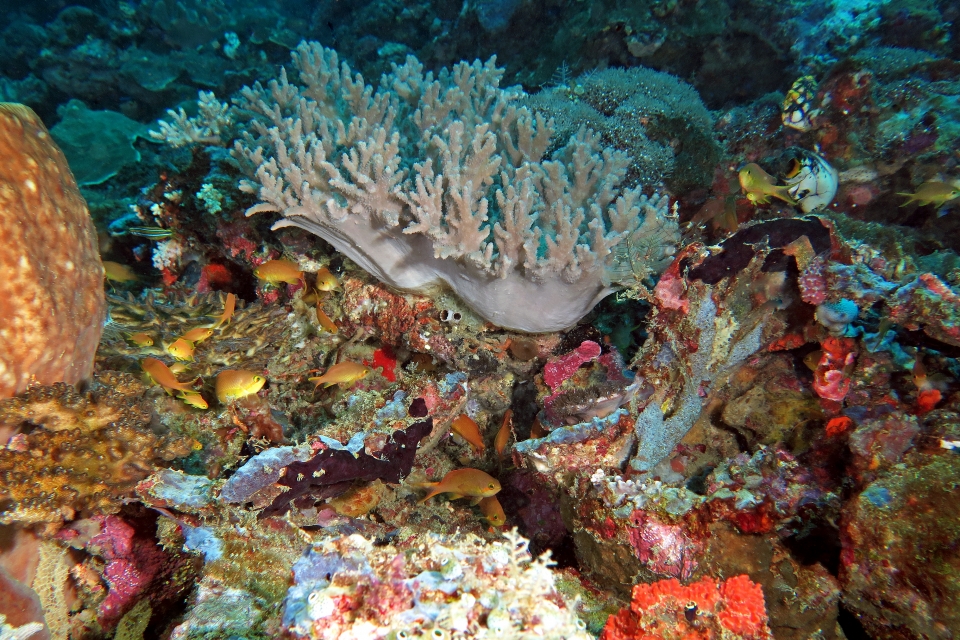 Pseudanthias huchtii, Sinularia polydactyla