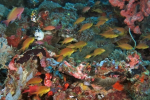 Pseudanthias huchtii, Sinularia polydactyla