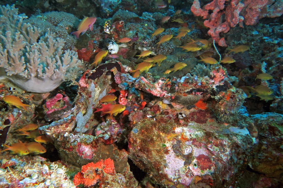 Pseudanthias huchtii, Sinularia polydactyla