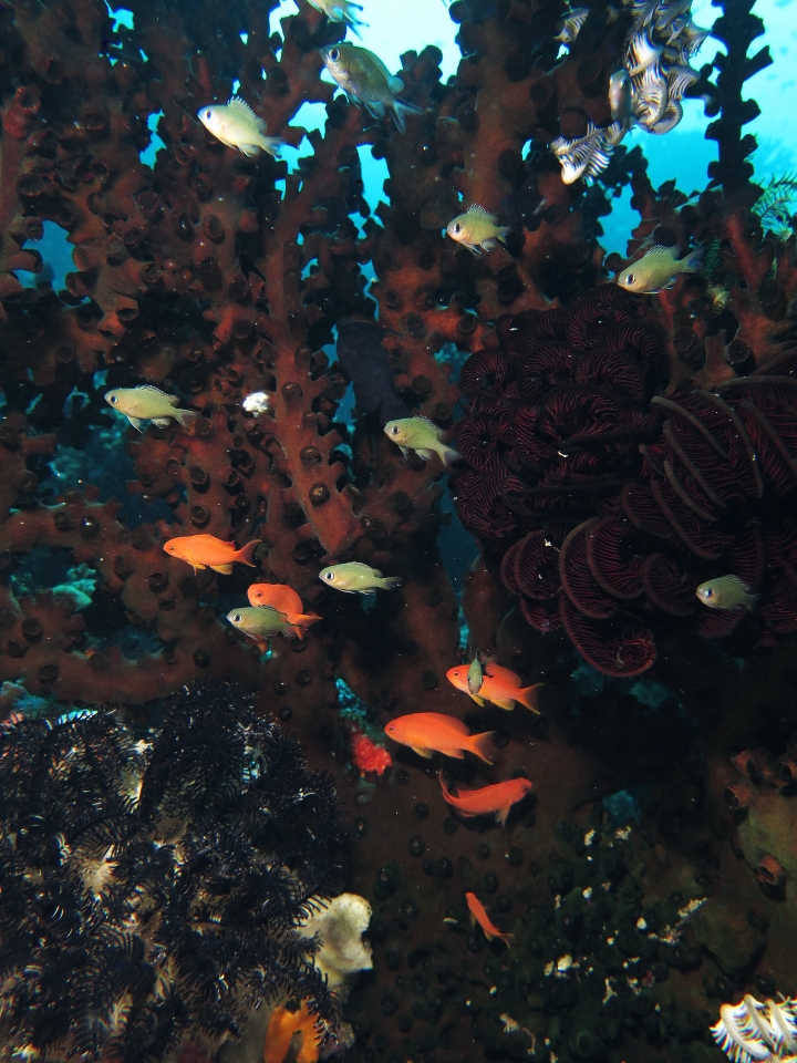 Pseudanthias squamipinnis, Chromis lepidolepis, Tubastraea micranthus