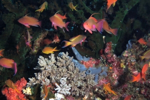 Pseudanthias squamipinnis, Tubastraea micranthus, Haliclona fascigera, Litophyton arboreum