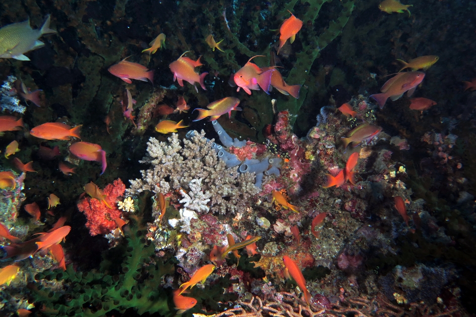 Pseudanthias squamipinnis, Tubastraea micranthus, Haliclona fascigera, Litophyton arboreum