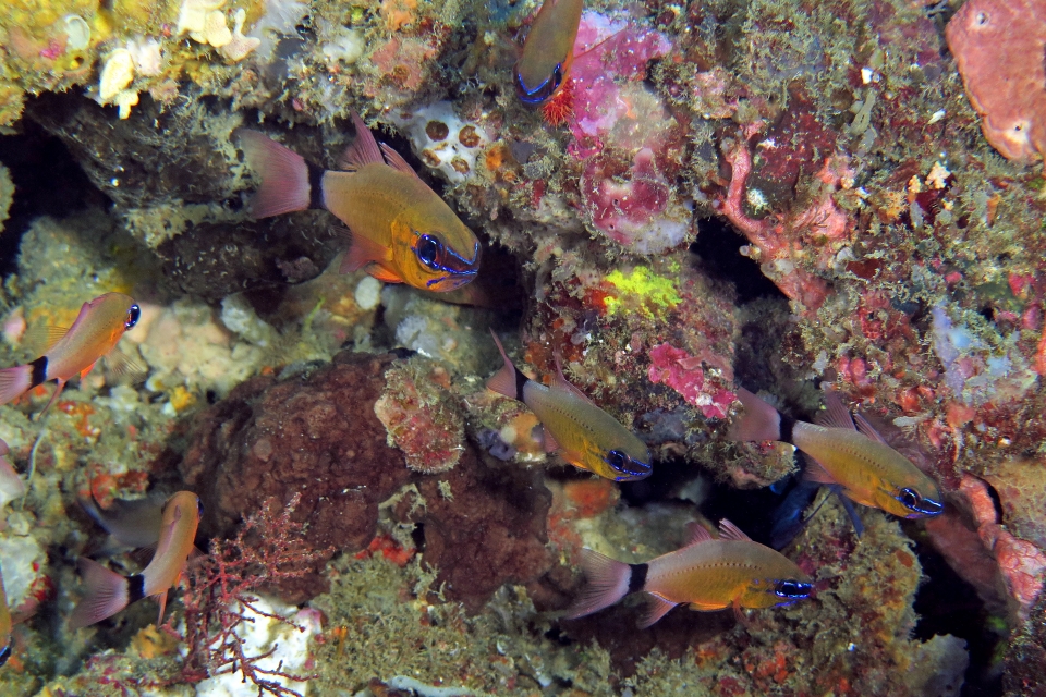Ostorhinchus aureus