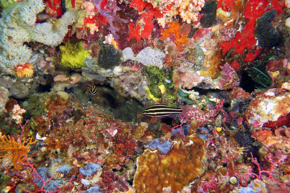 Ostorhinchus nigrofasciatus