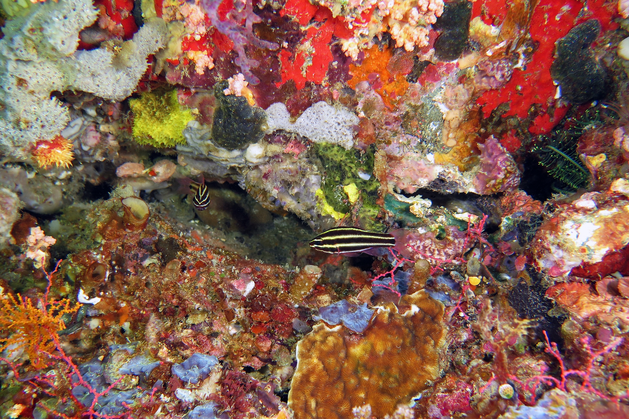 Ostorhinchus nigrofasciatus