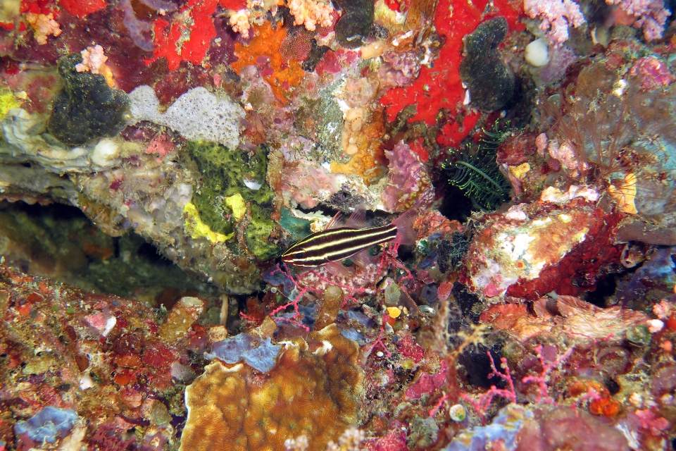 Ostorhinchus nigrofasciatus