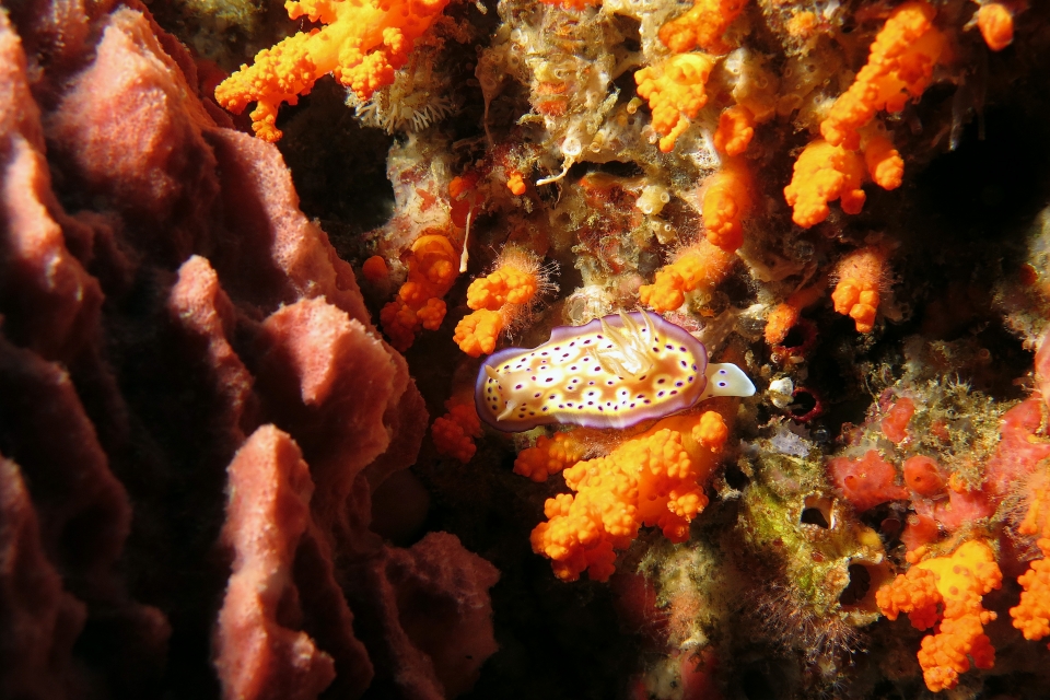 Goniobranchus (Chromodoris) kuniei