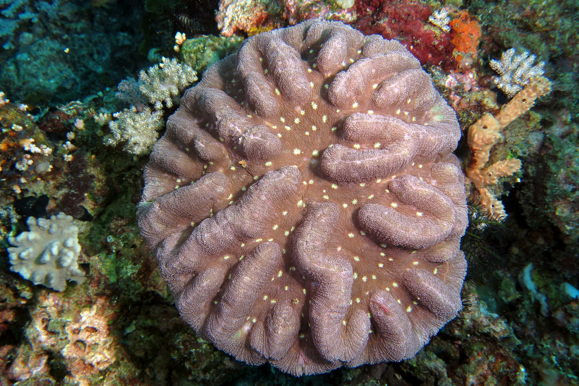Symphyllia valenciennesii