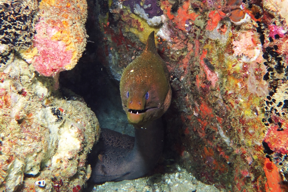 Gymnothorax javanicus