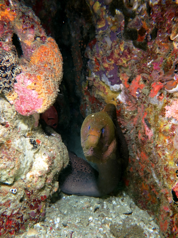 Gymnothorax javanicus