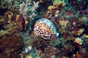 Cypraea tigris