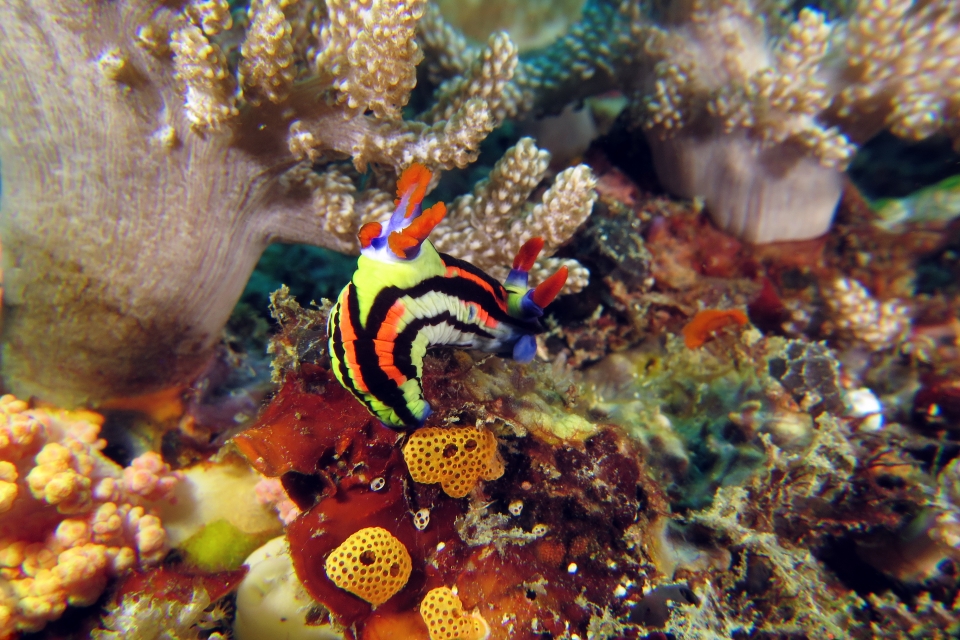 Nembrotha aurea, Didemnum sp