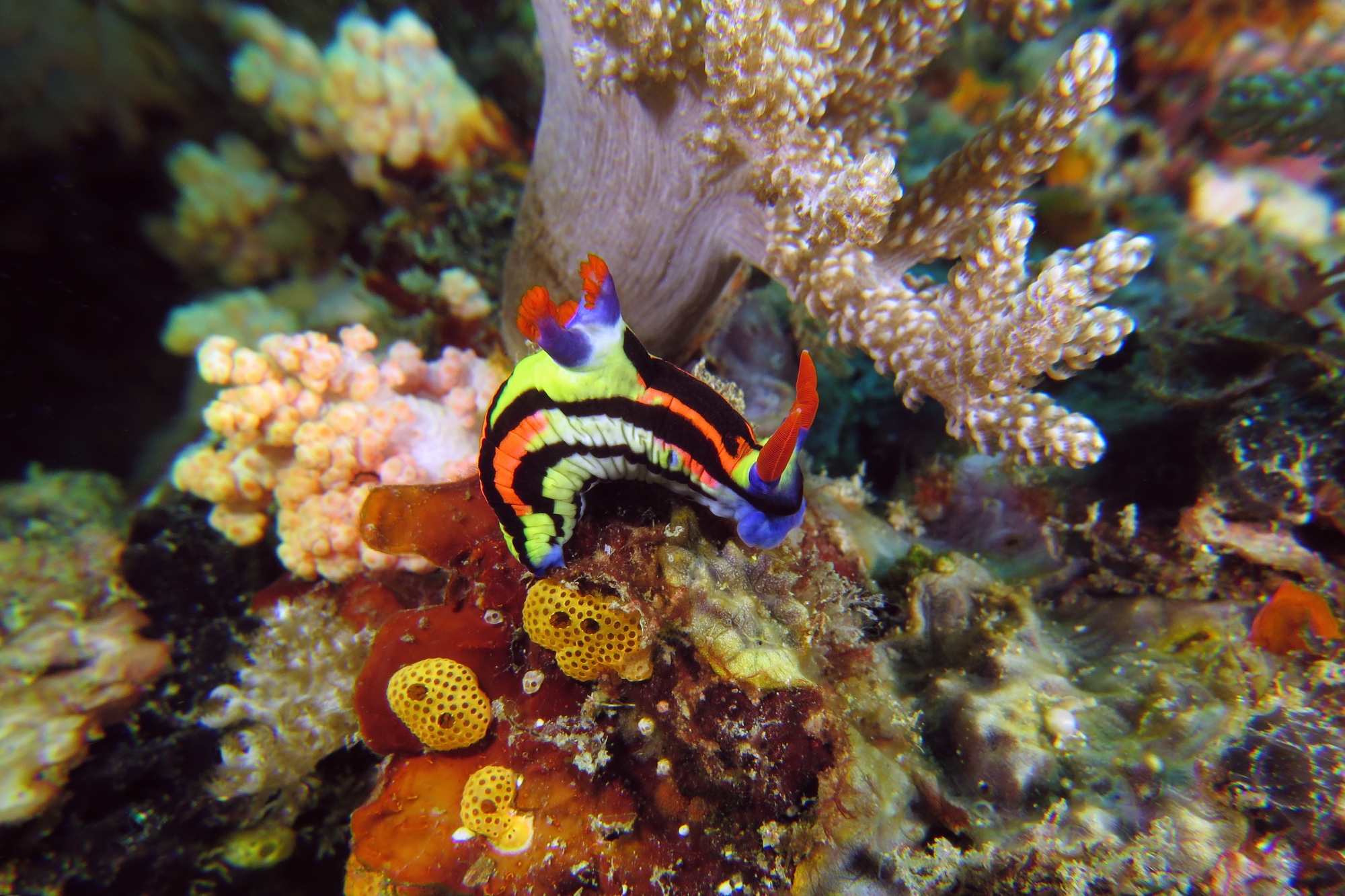 Nembrotha aurea, Didemnum sp