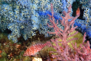 Cirrhitichthys aprinus, Anthogorgia sp., Gorgonian coral