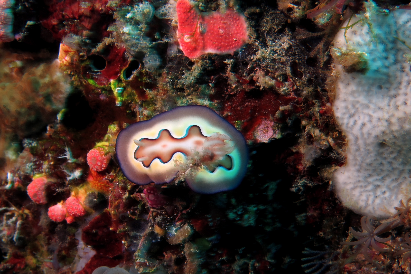 Goniobranchus (Chromodoris) coi
