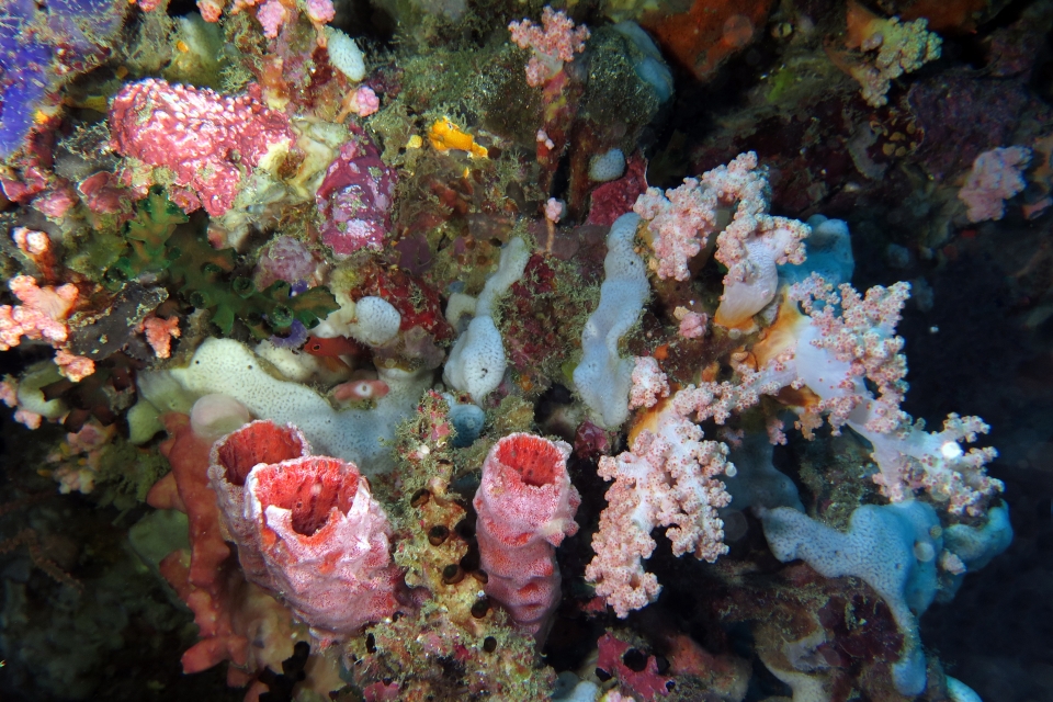 Haliclona fascigera, Dendronephthya sp. ou Stereonephthya sp.