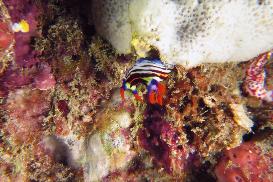 Nembrotha aurea, Dysidea sp