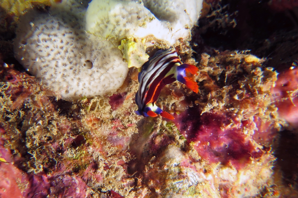 Nembrotha aurea, Dysidea sp
