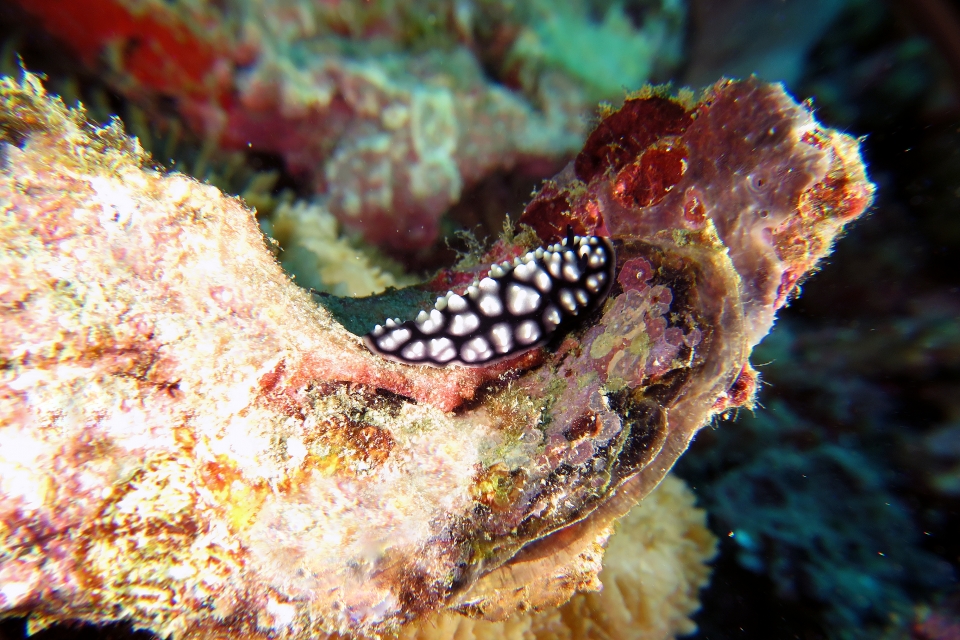 Phillidiella pustulosa