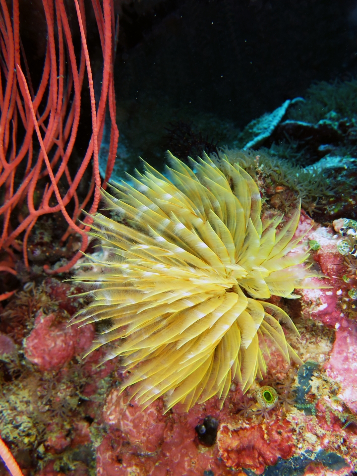 Sabellidae, Ellisella ceratophyta
