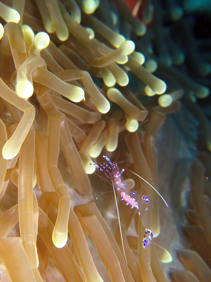 Ancylomenes sarasvati, Heteractis magnifica