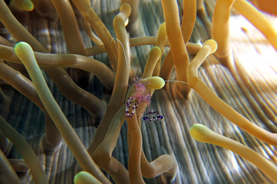Ancylomenes sarasvati, Heteractis magnifica