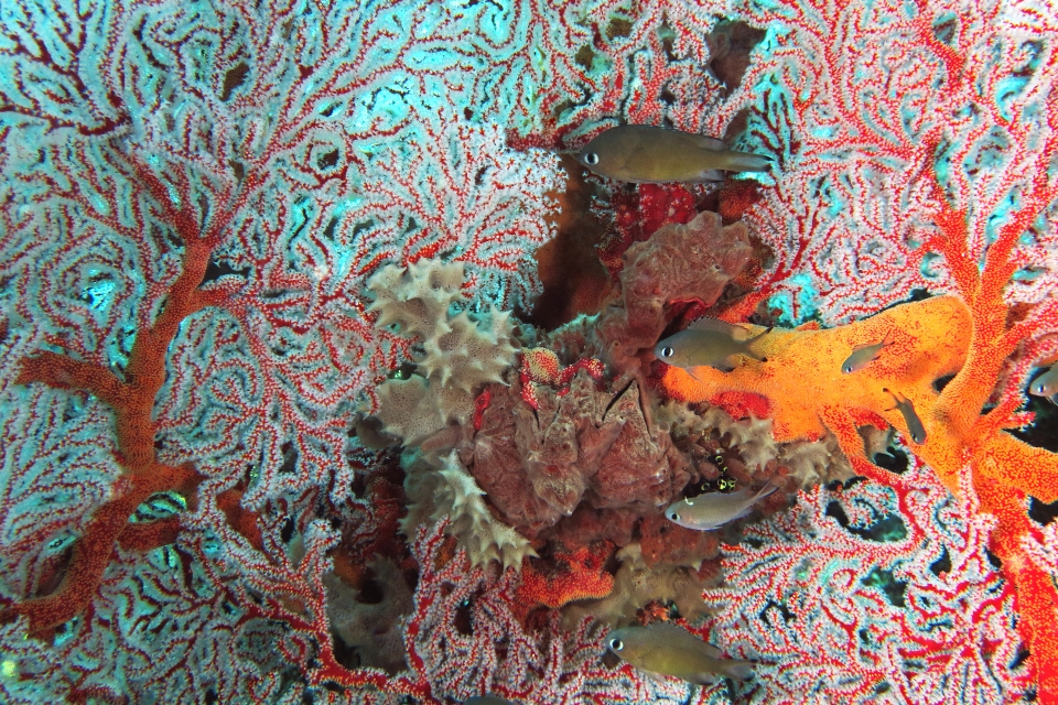 Melithaea ochracea, Chromis lepidolepis, Hyotissa hyotis ou Lopha cristagalli, Callyspongia sp