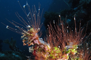 Antennella sp possiblement secundaria