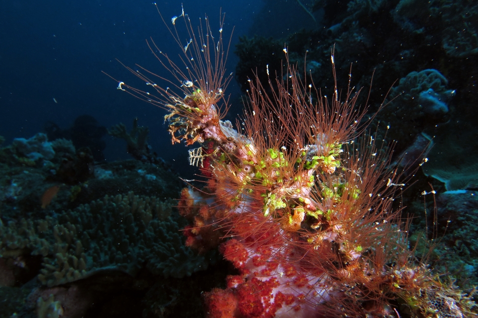 Antennella sp possiblement secundaria