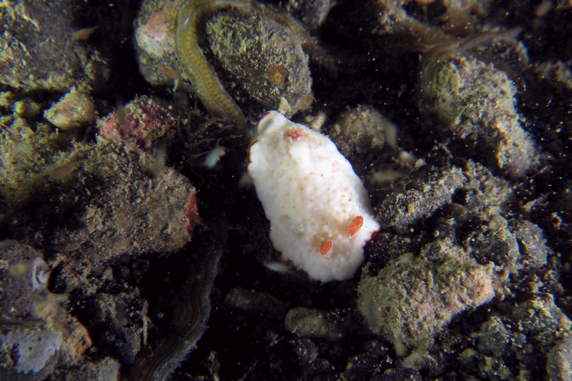 Goniobranchus preciosus