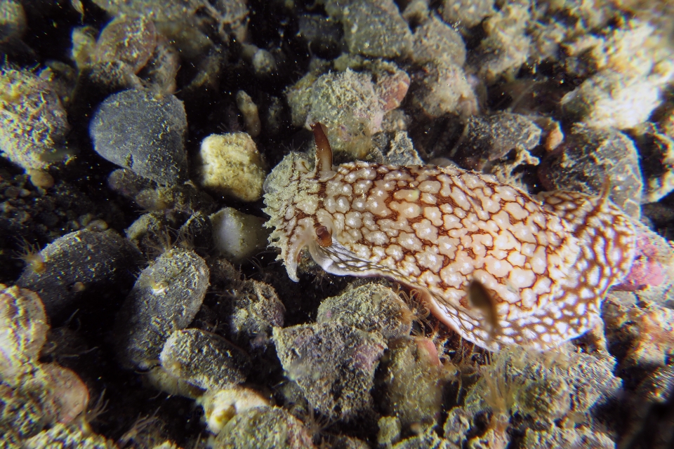 Pleurobranchaea brockii