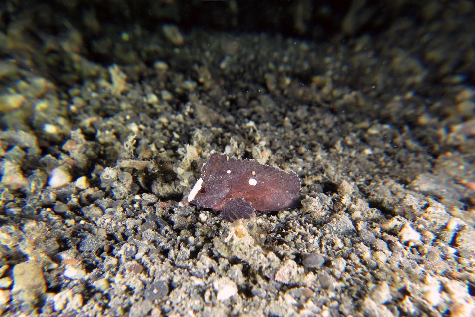 Paracentropogon longispinis