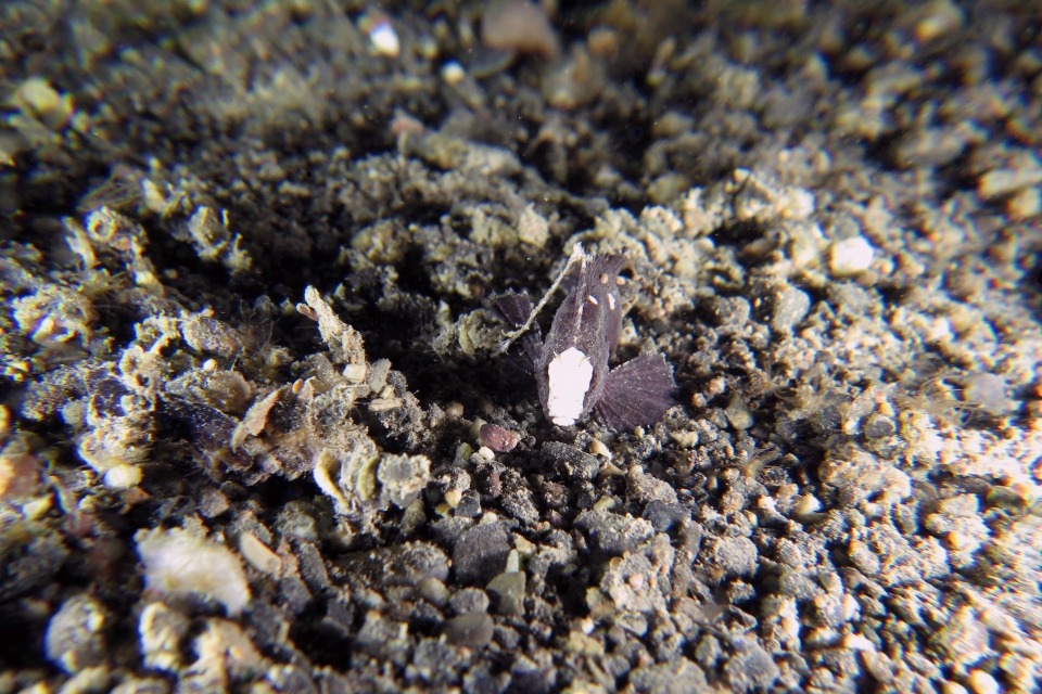 Paracentropogon longispinis